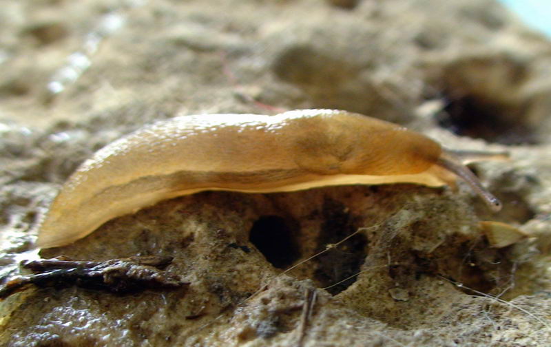 Limax delle Apuane